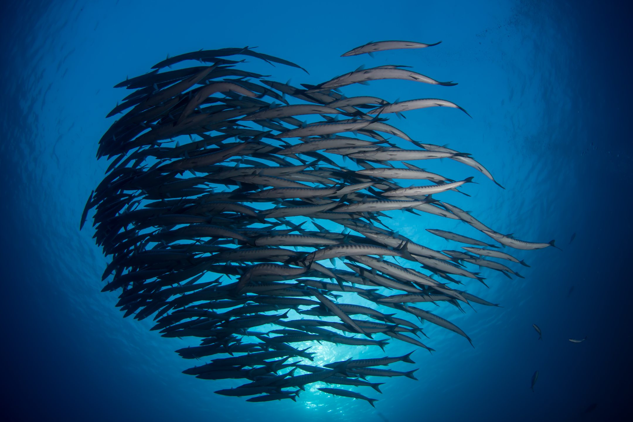 Shark & Yolanda Reef - Ras Mohammed photo 4