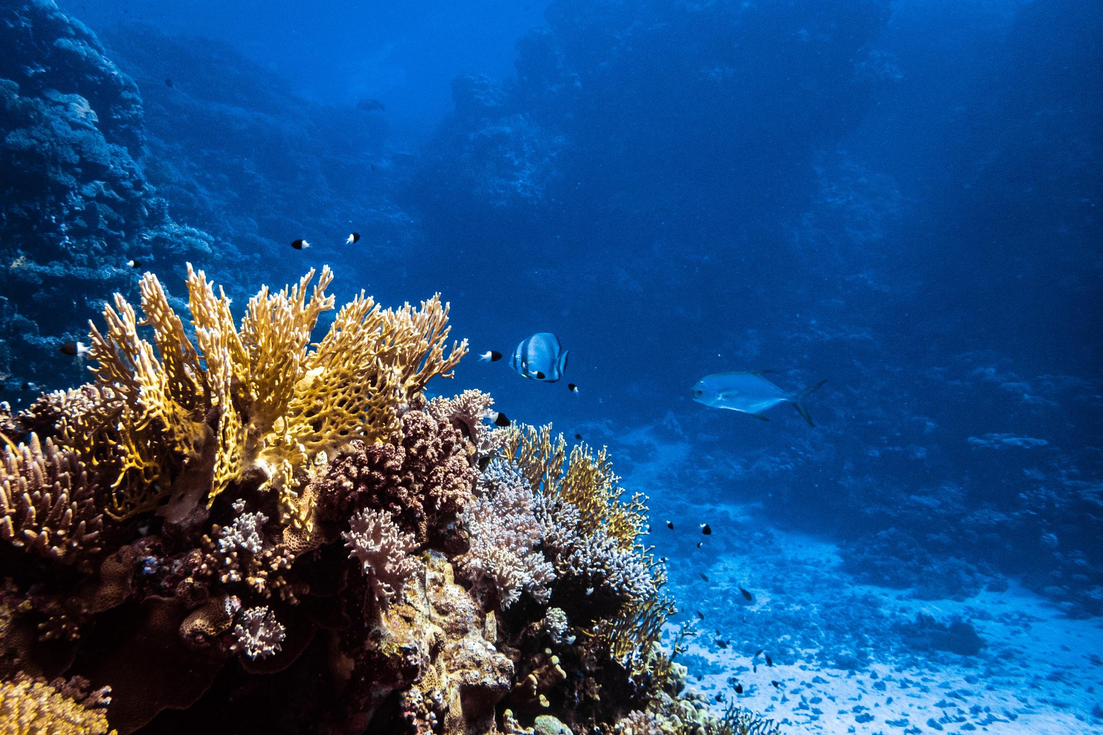 Um Halhala Divesite photo 17