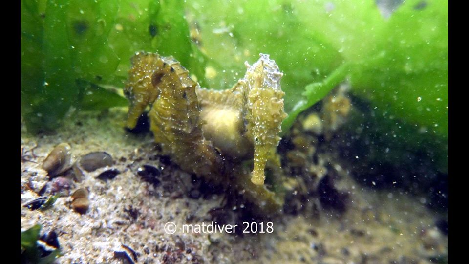 Seahorse Garden - Galata photo 7