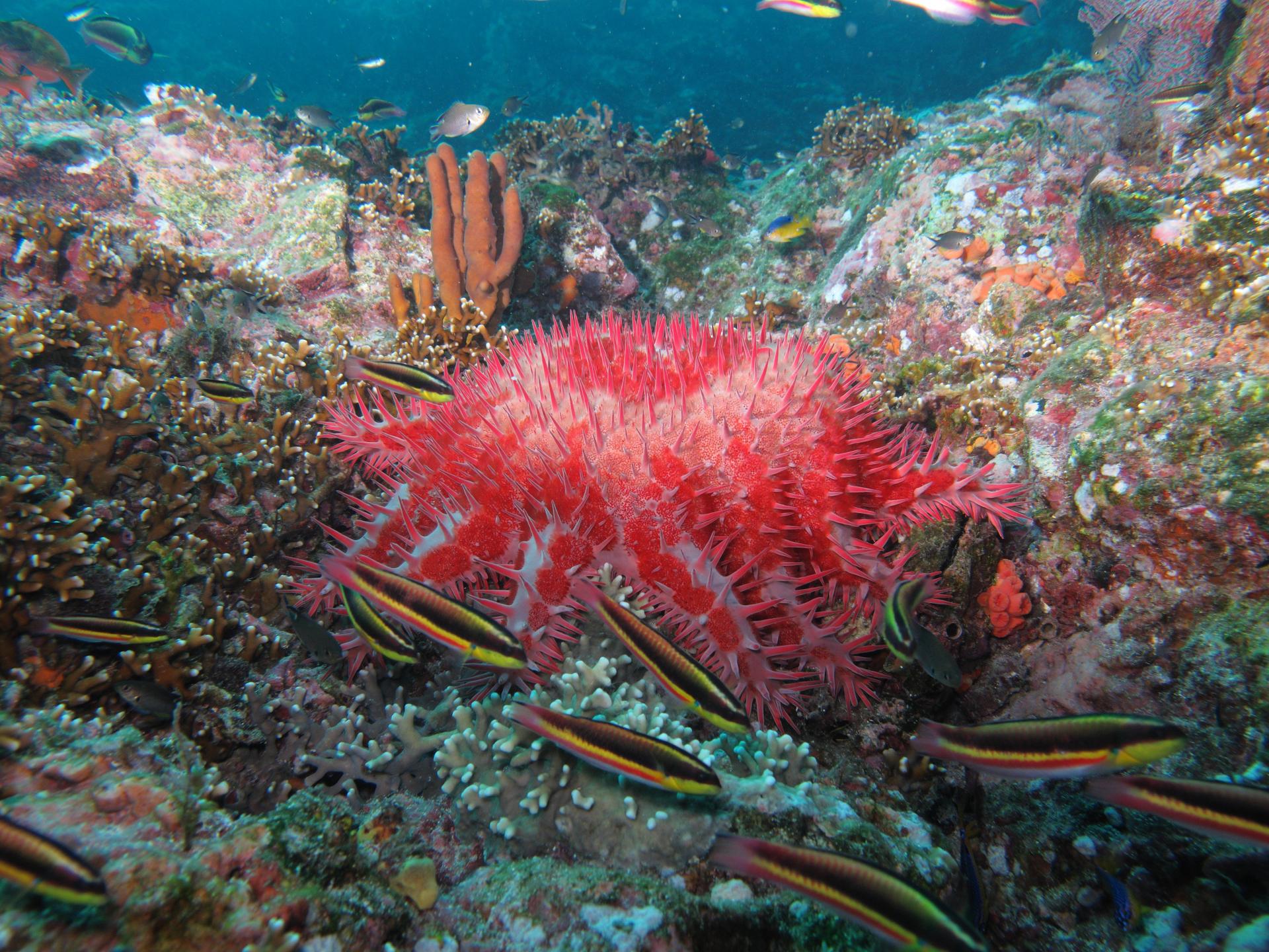 Prosper Rock / Nevera (Dive Base Coiba)