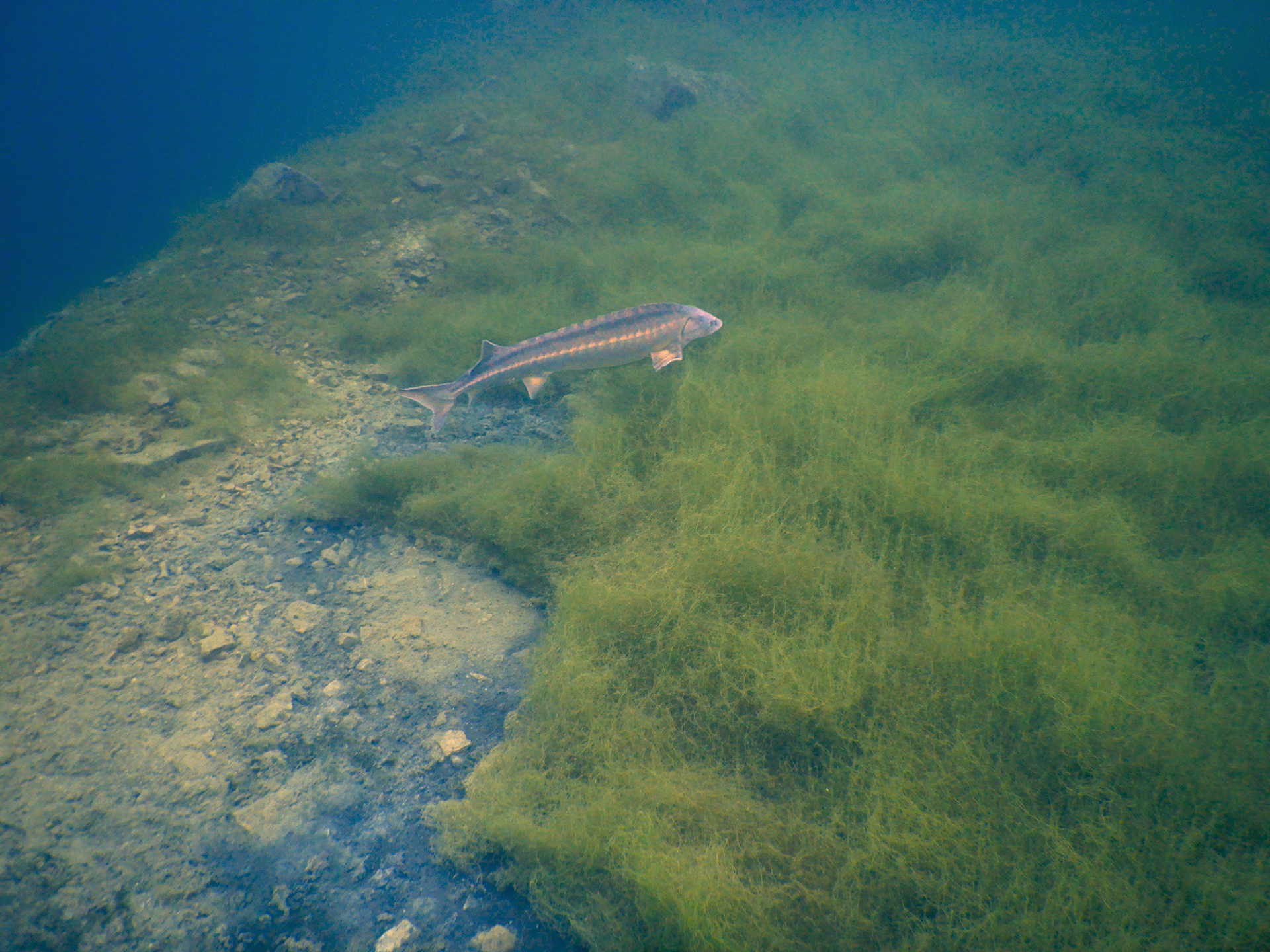 Capernwray (Jackdaw Quarry) photo 18