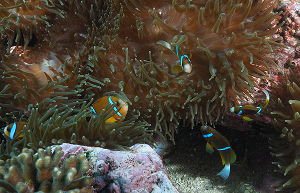 Anemone Bay North Solitary Island photo 3