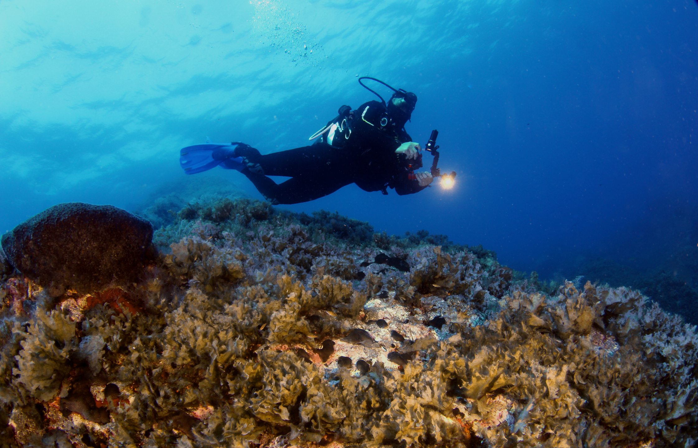 Pachia reef photo 6