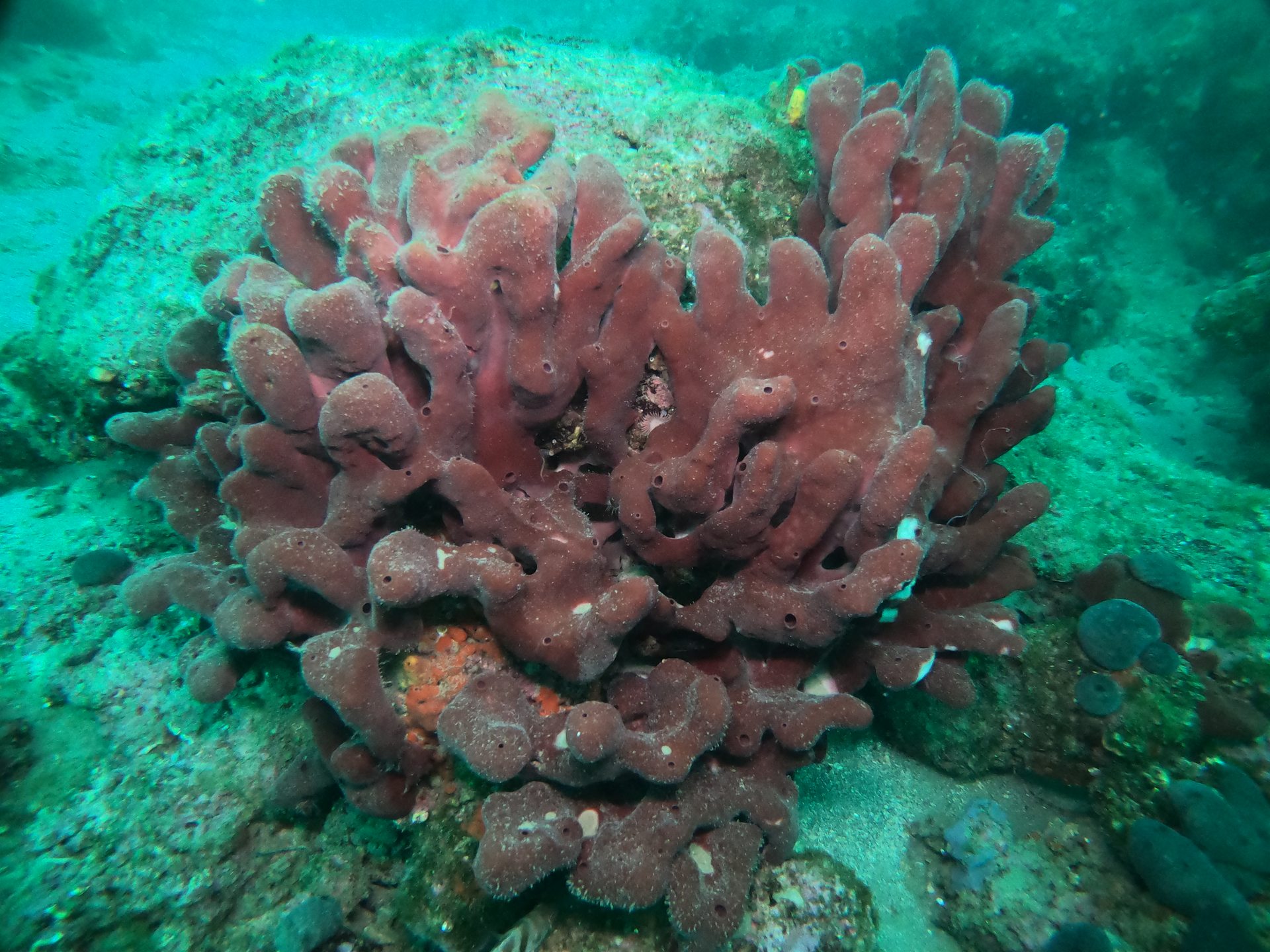 Hronia's Reef photo 6