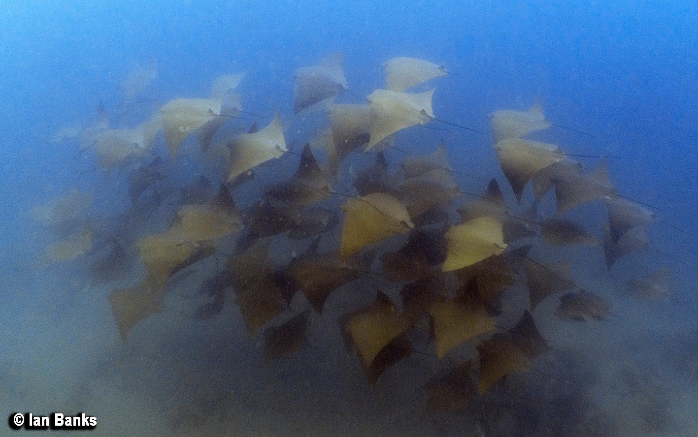 Gold Coast Seaway photo 7
