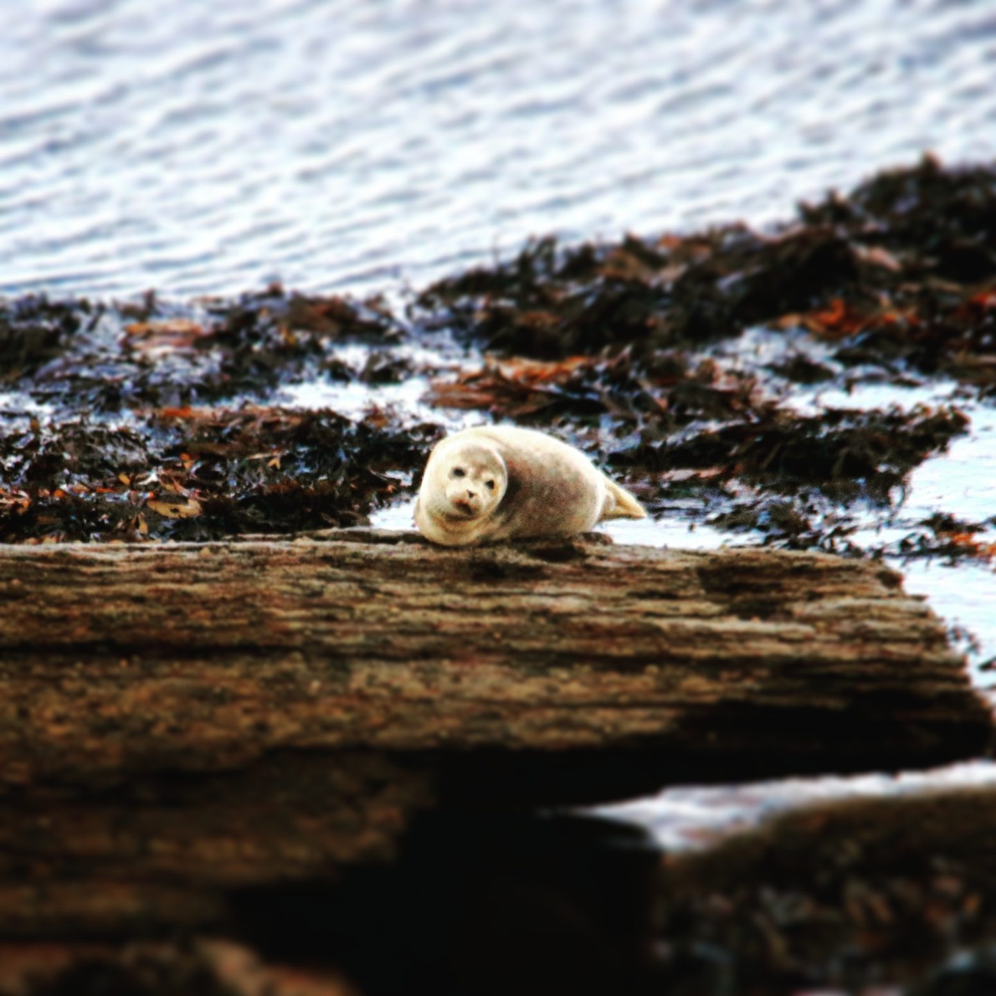St Mary's Island - West Bay photo 4
