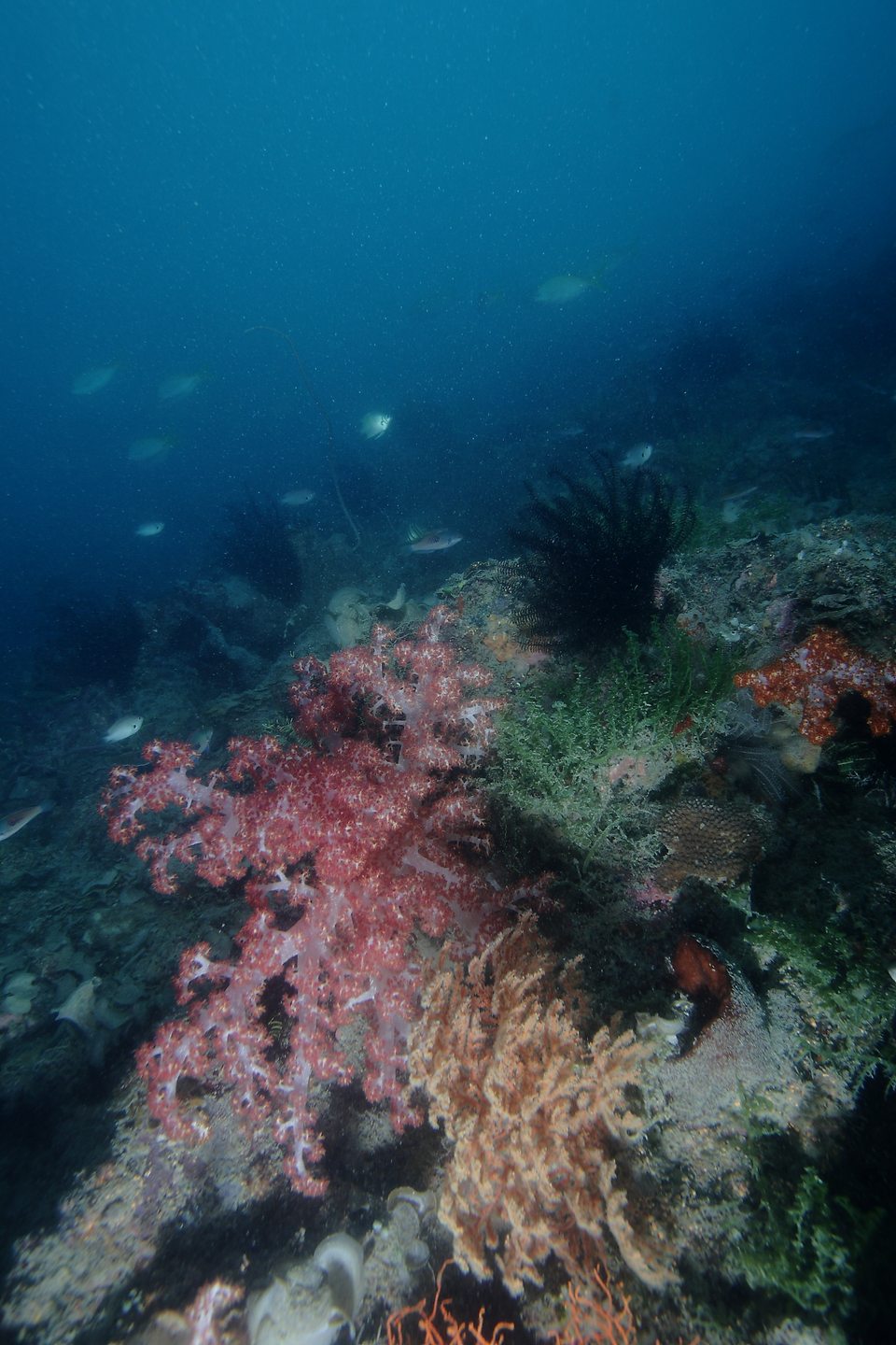 Bunder 2, Pulau Seribu, Jakarta photo 2