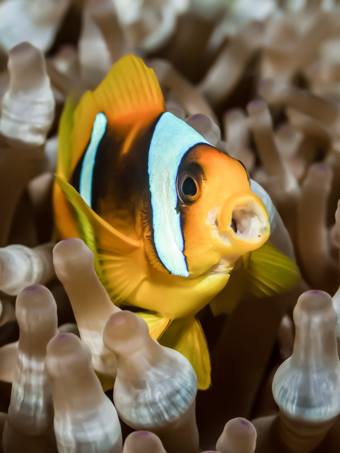 Anemone City - Ras Mohammed photo 3