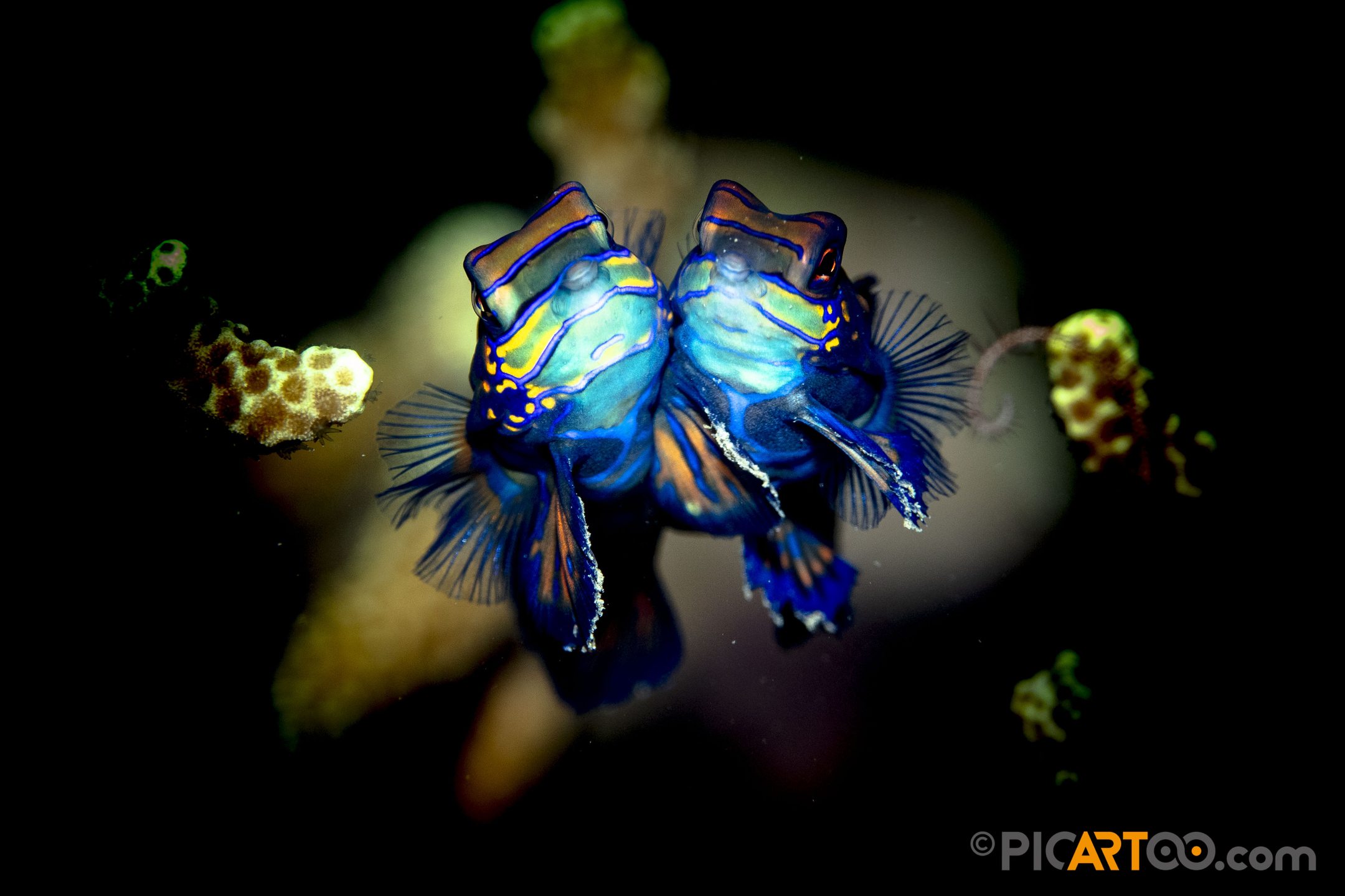 Manta Drop photo 2