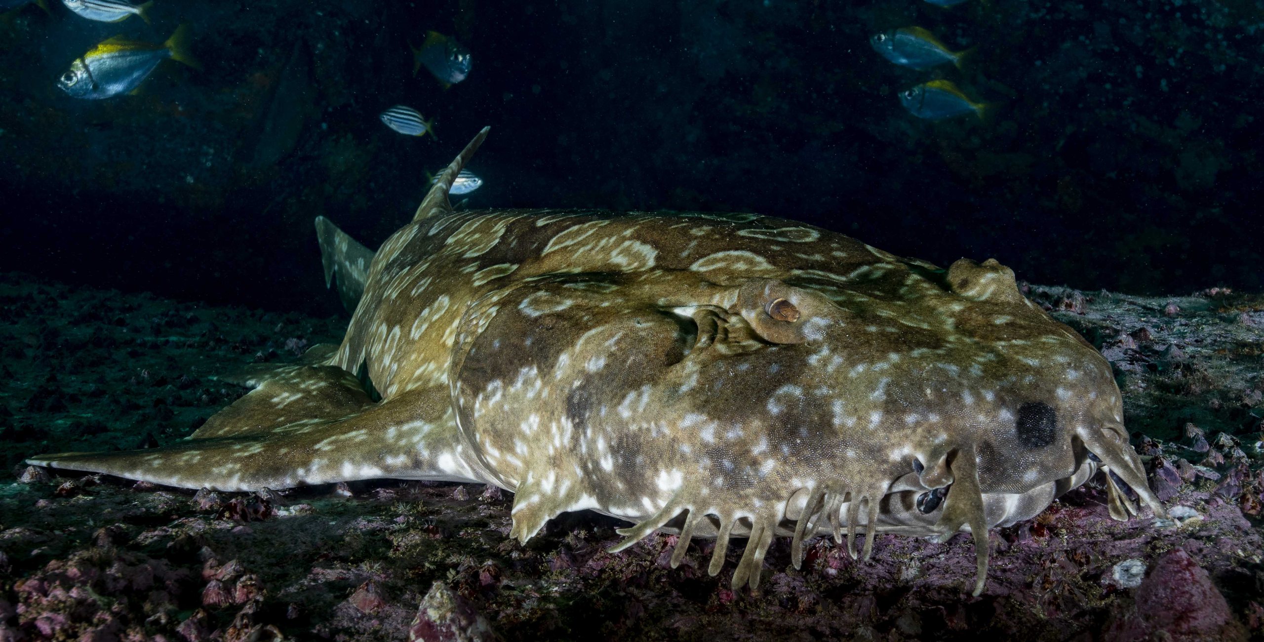 Blue Fish Point photo 6