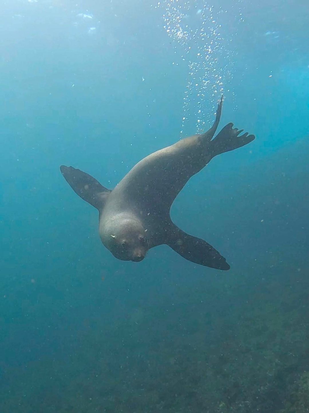Big Seal photo 2