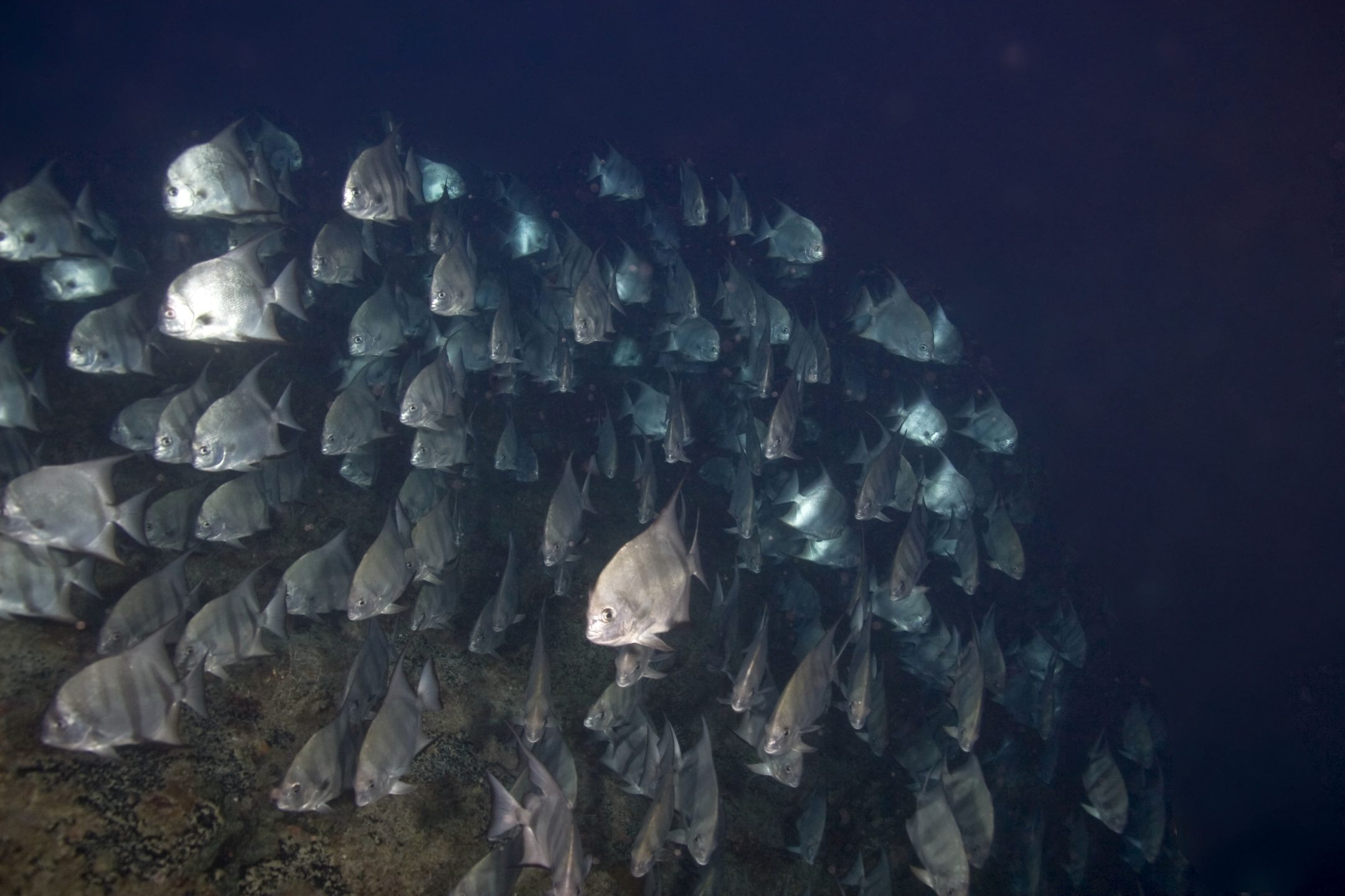 Barrier Reef Deep - 60-90ft