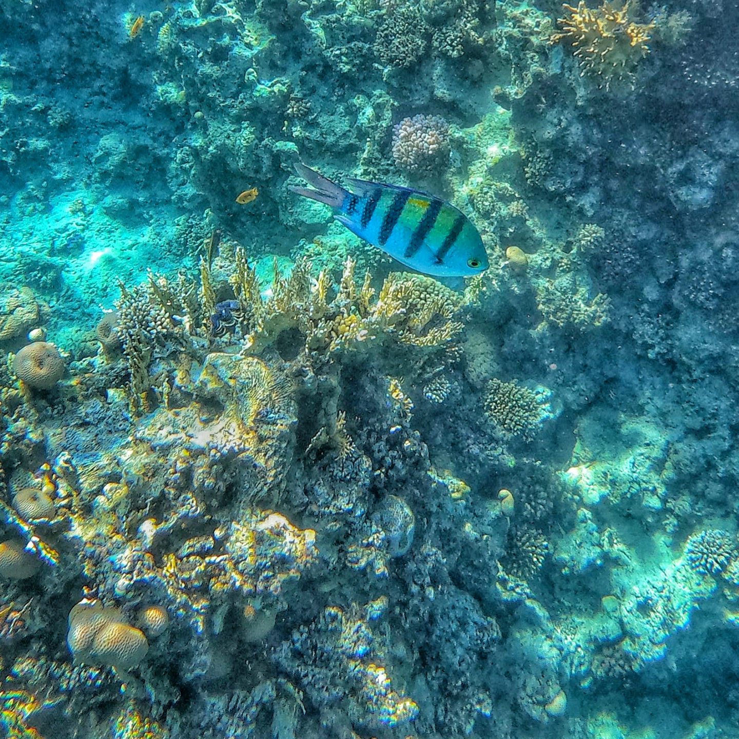 Sharks Bay - House Reef