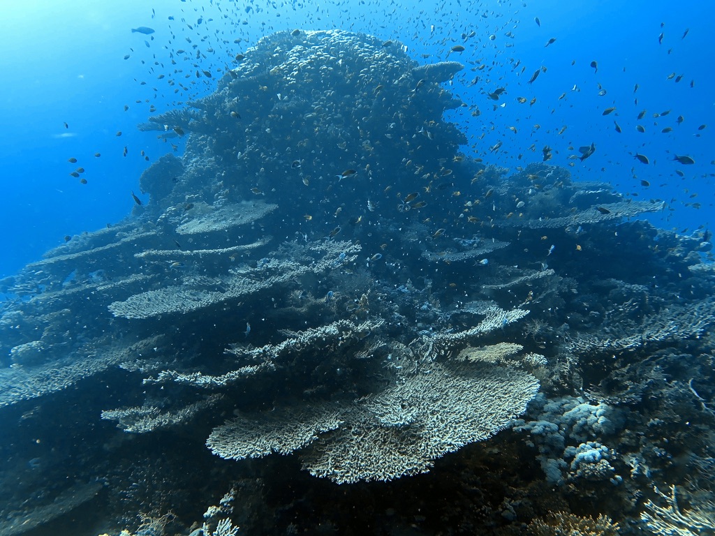 Careless Reef photo 2