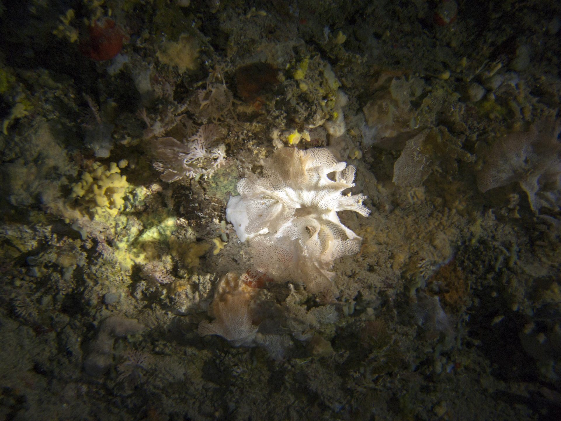Coral Cave photo 2