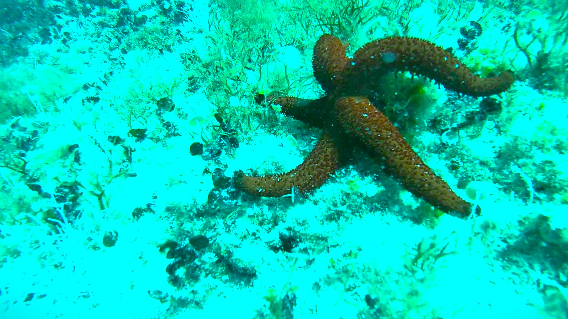 PUNTA DEL SERRONE