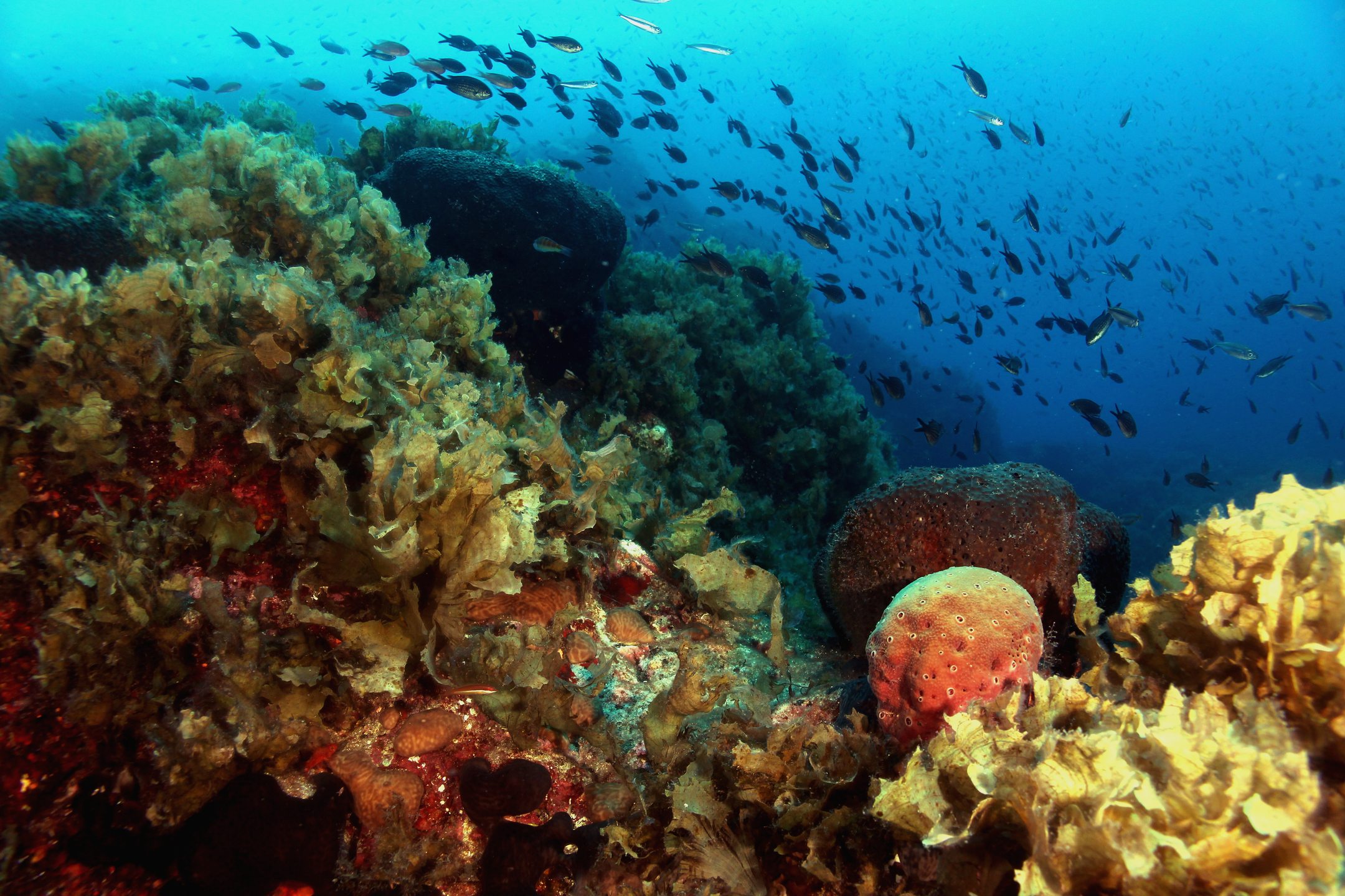 Pachia reef photo 3