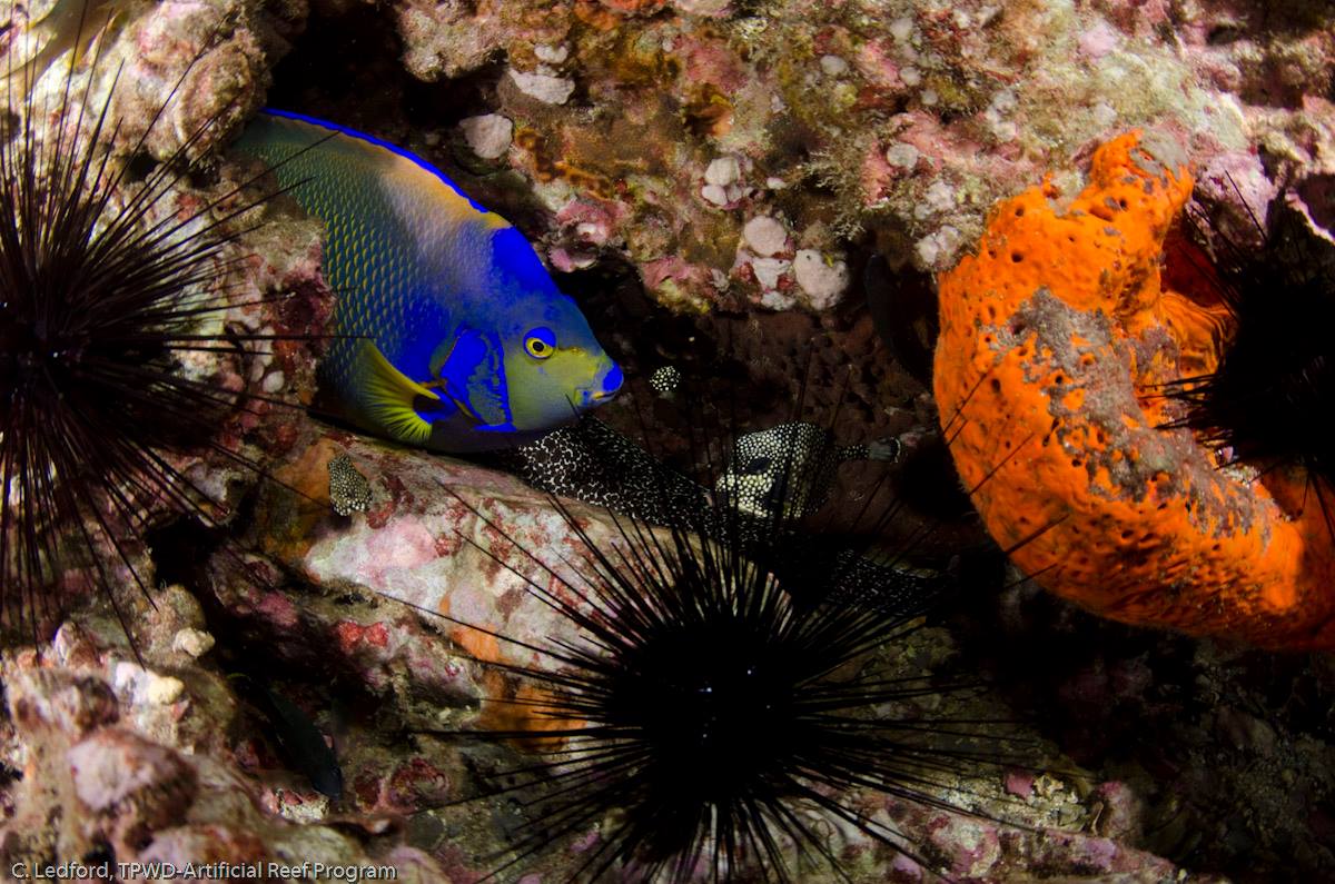 Flower Gardens Banks National Marine Sanctuary photo 18
