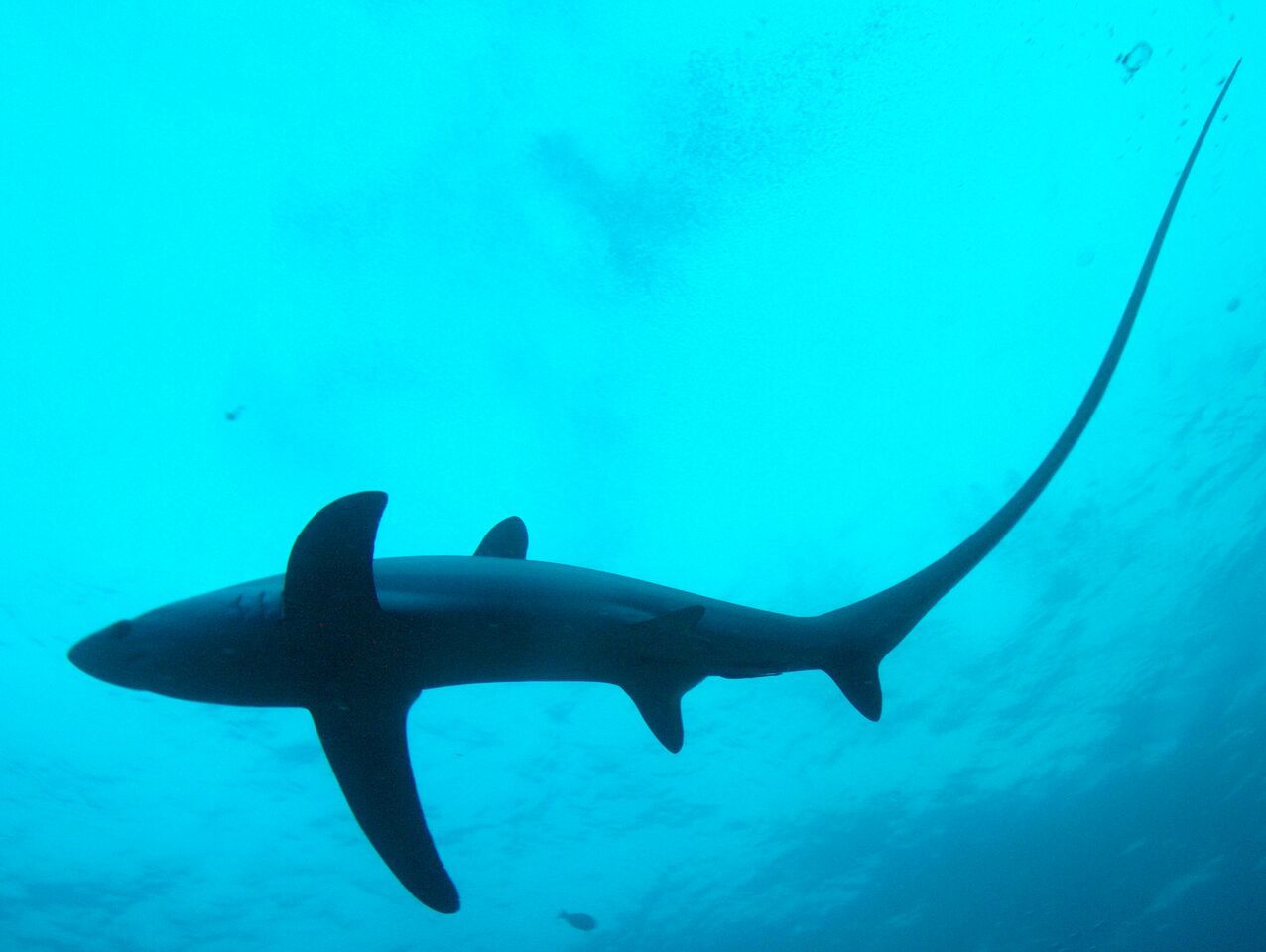 Monad Shoal, Thresher Shark Divers Mooring Line photo 2