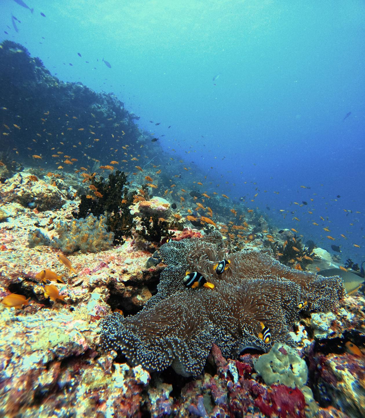 Guraidhoo Corner