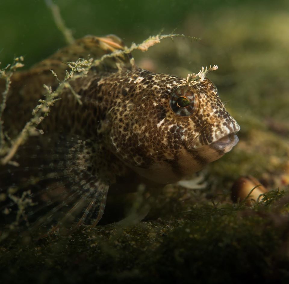 Seahorse Garden - Galata photo 6