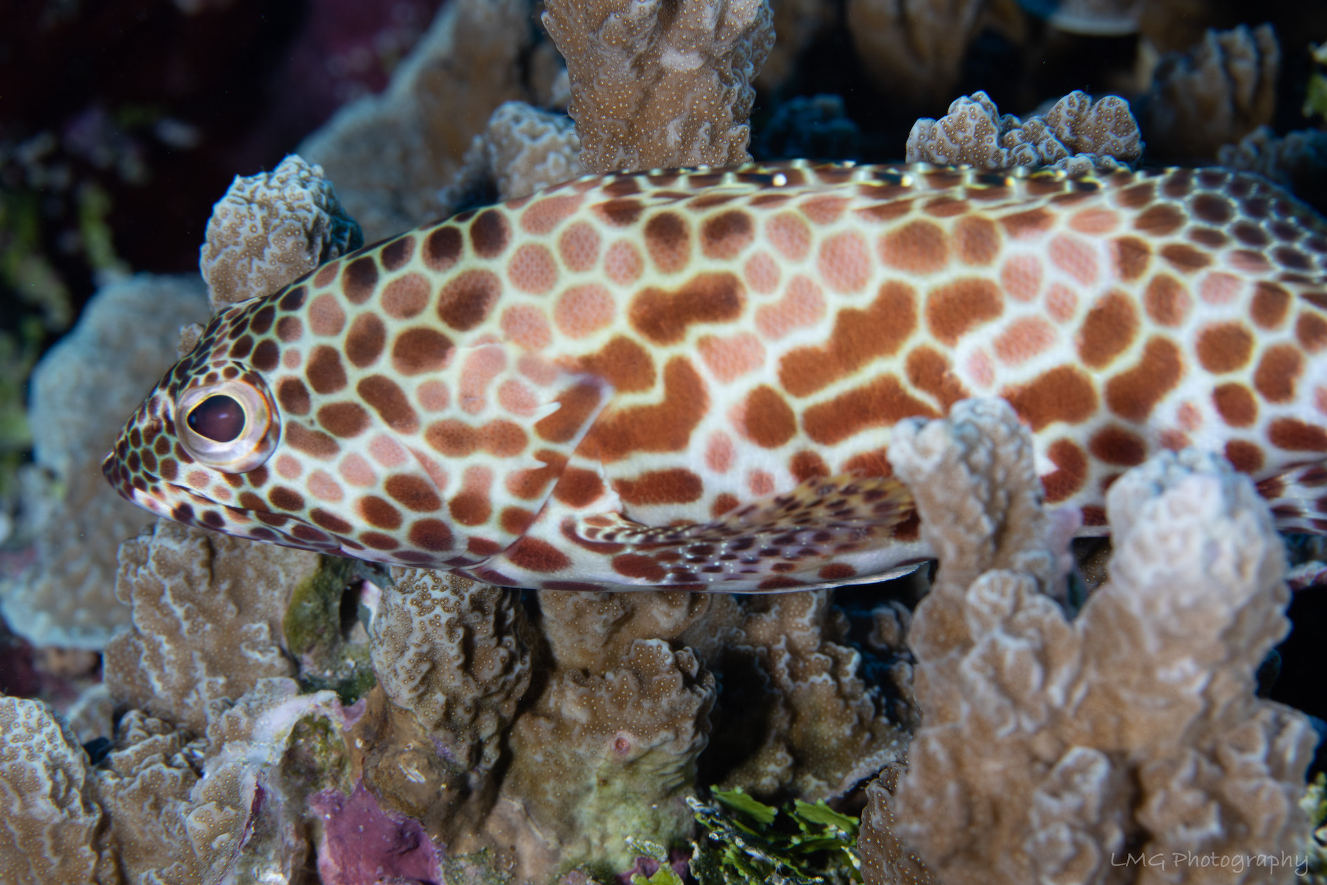 Hap's Reef photo 10