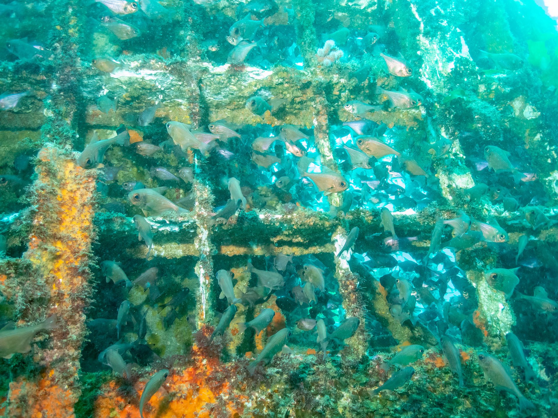 HMSNZ Canterbury Wreck photo 3