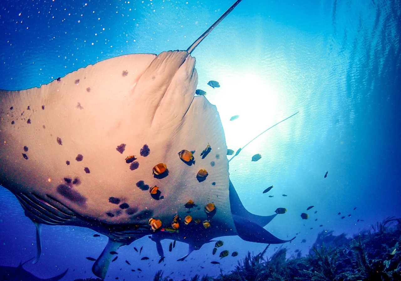 Manta ridge