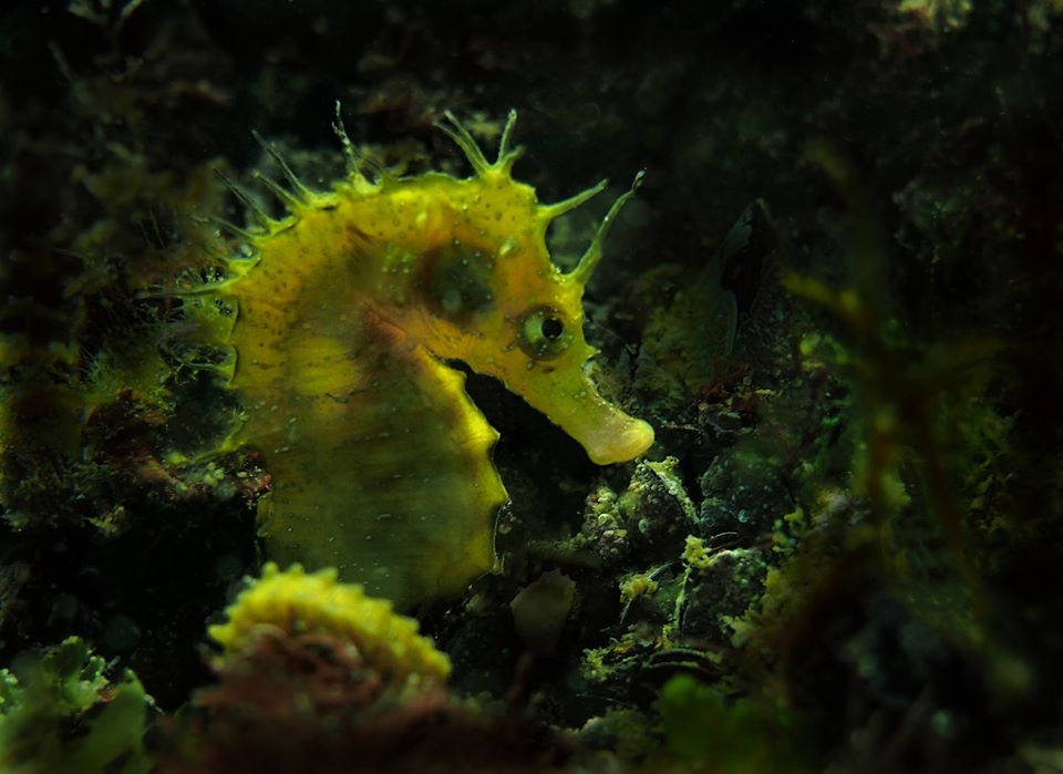 Stingray Station - Galata
