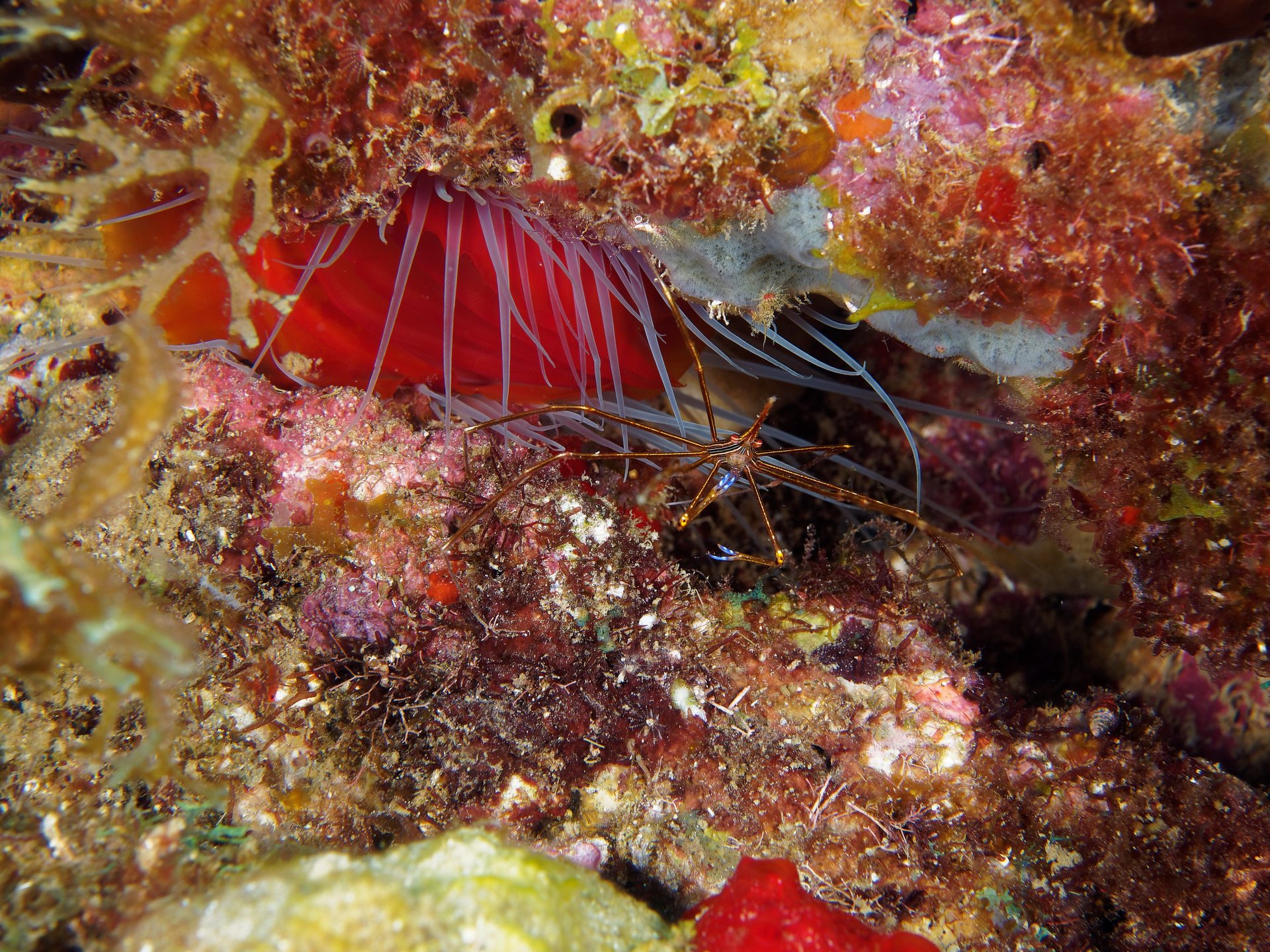 Reserve Cousteau North wall photo 4