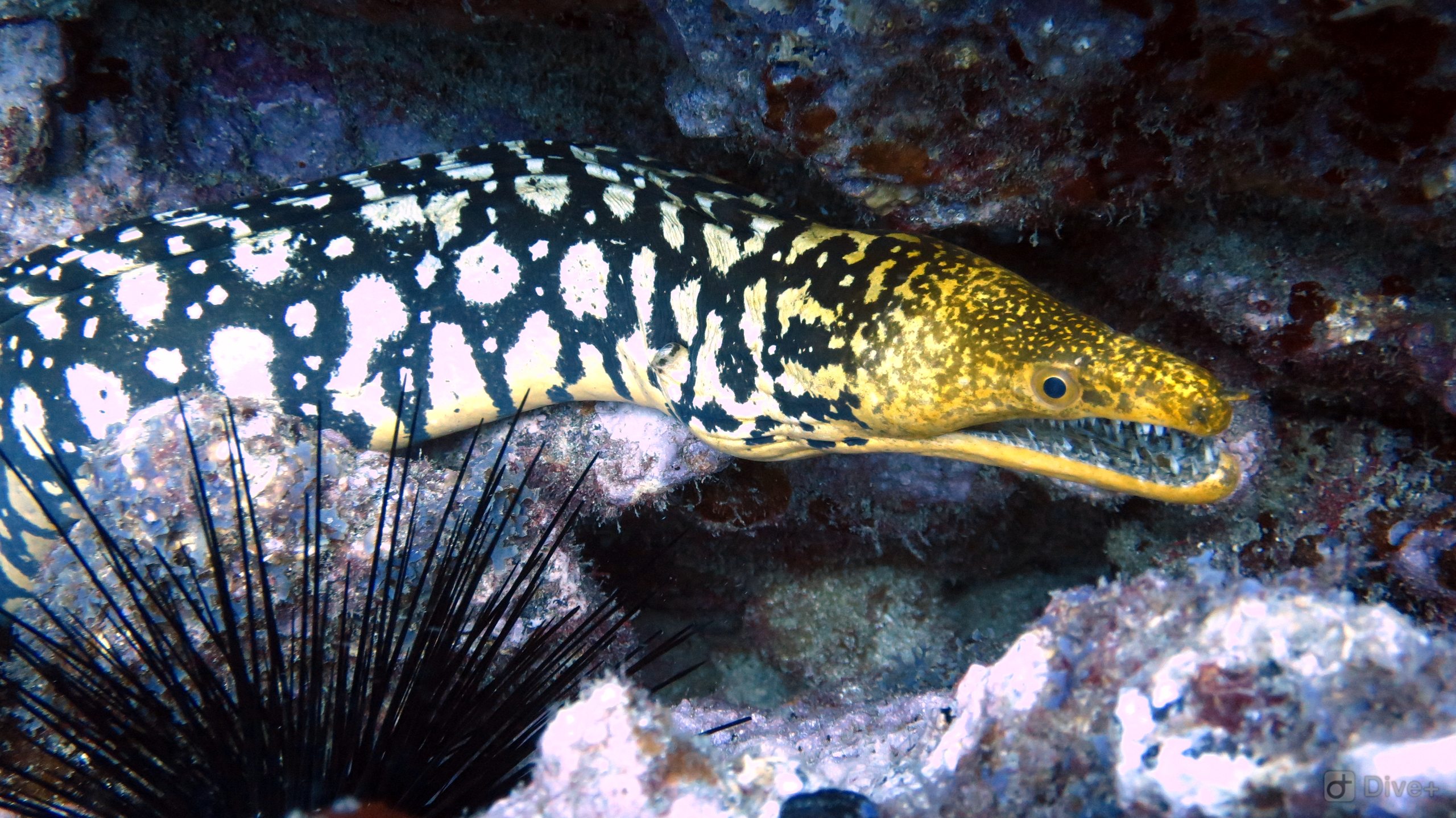 Acuario
