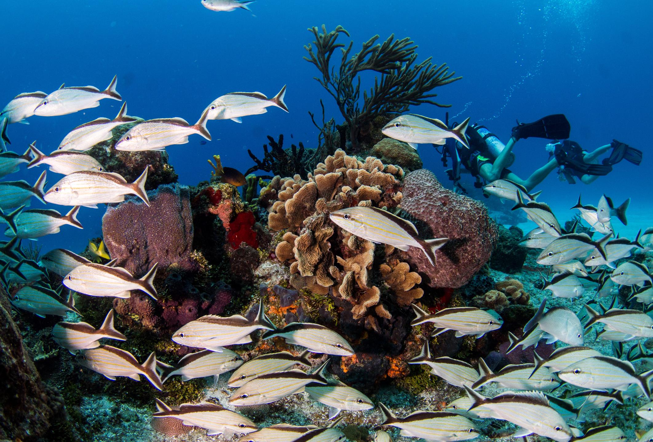Yucab reef photo 3