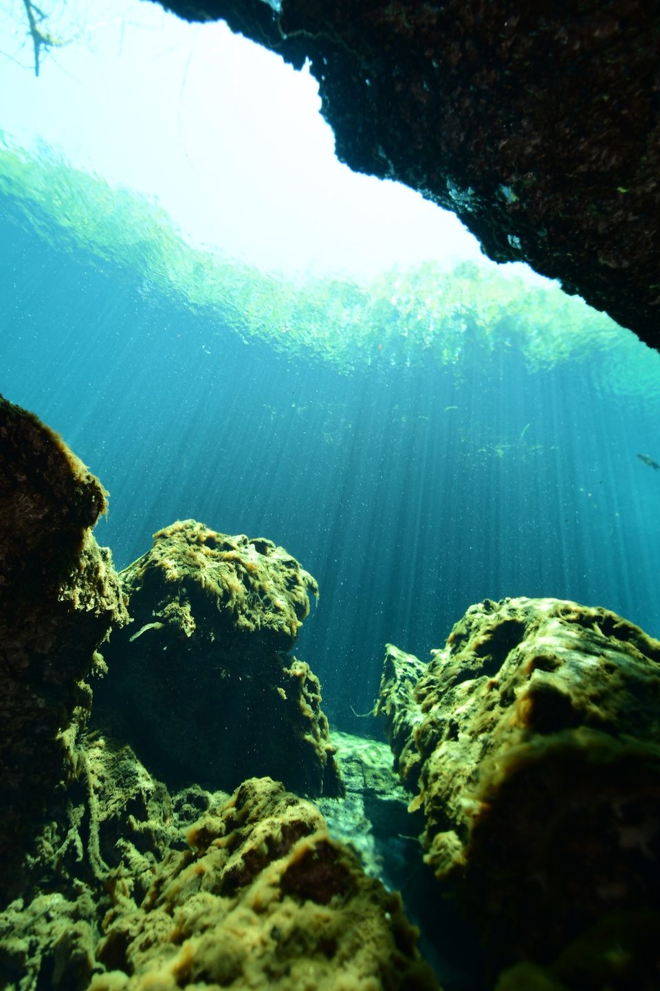 casa cenote photo 3