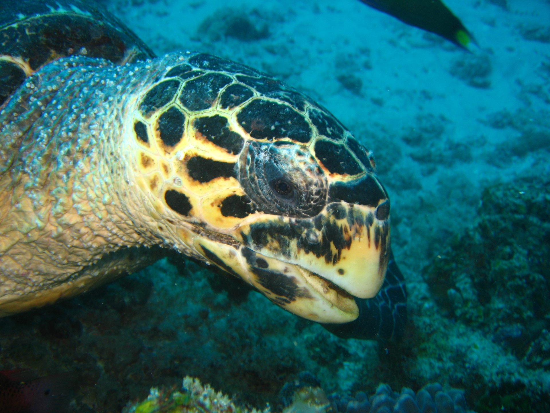 Two Mile Reef
