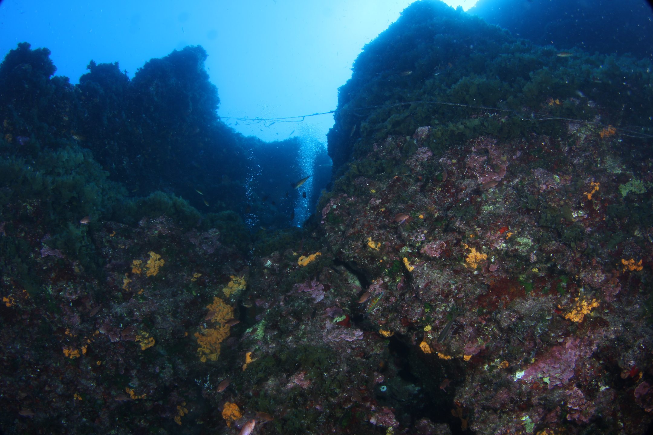 Pachia reef photo 19