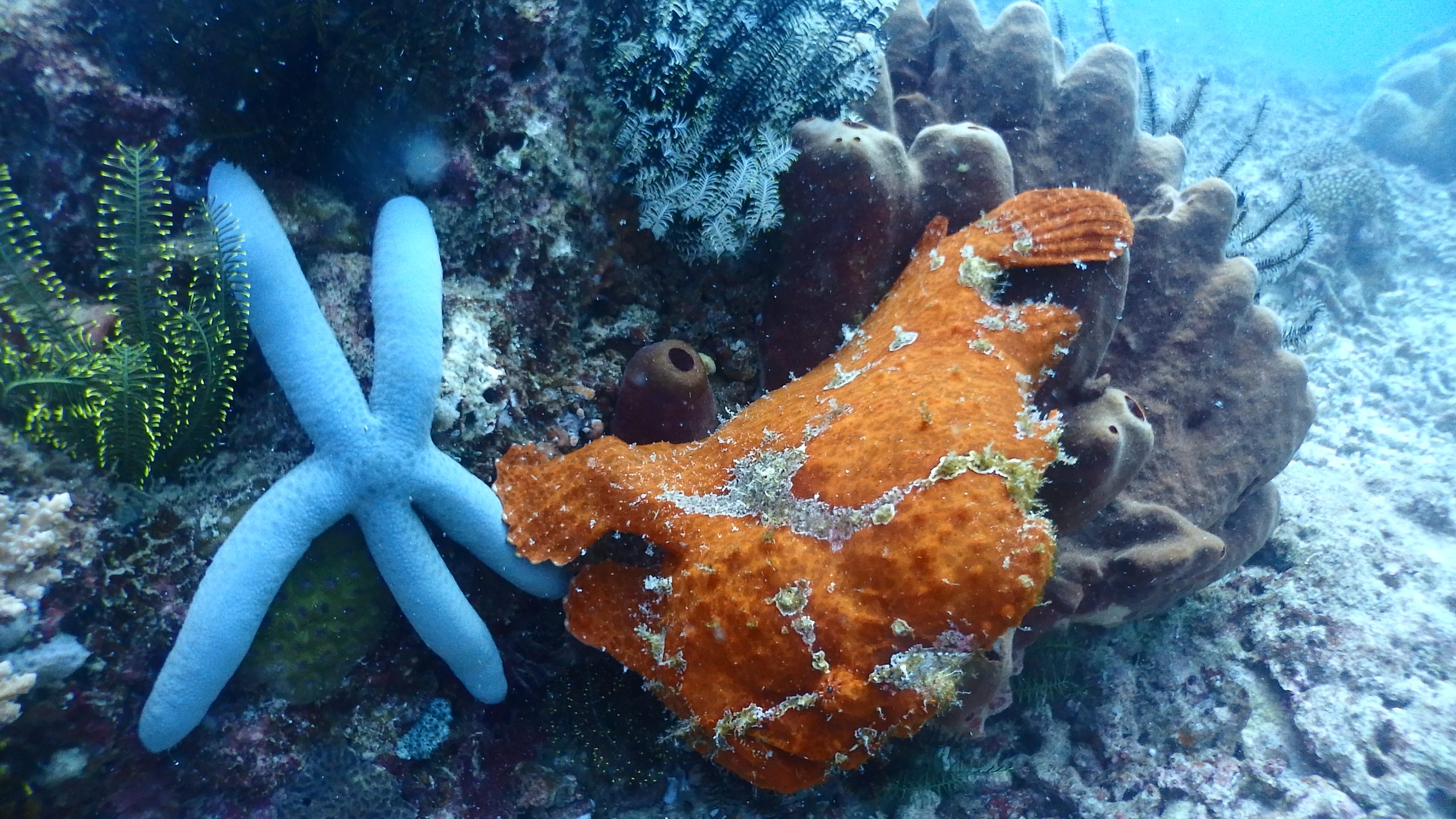 2WIN House Reef photo 6