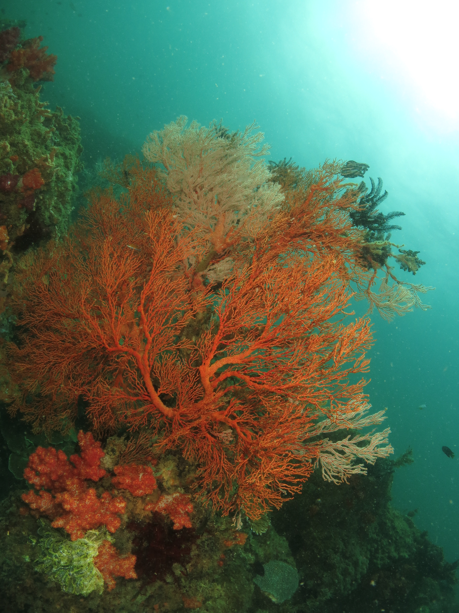 Pelong Rock photo 4