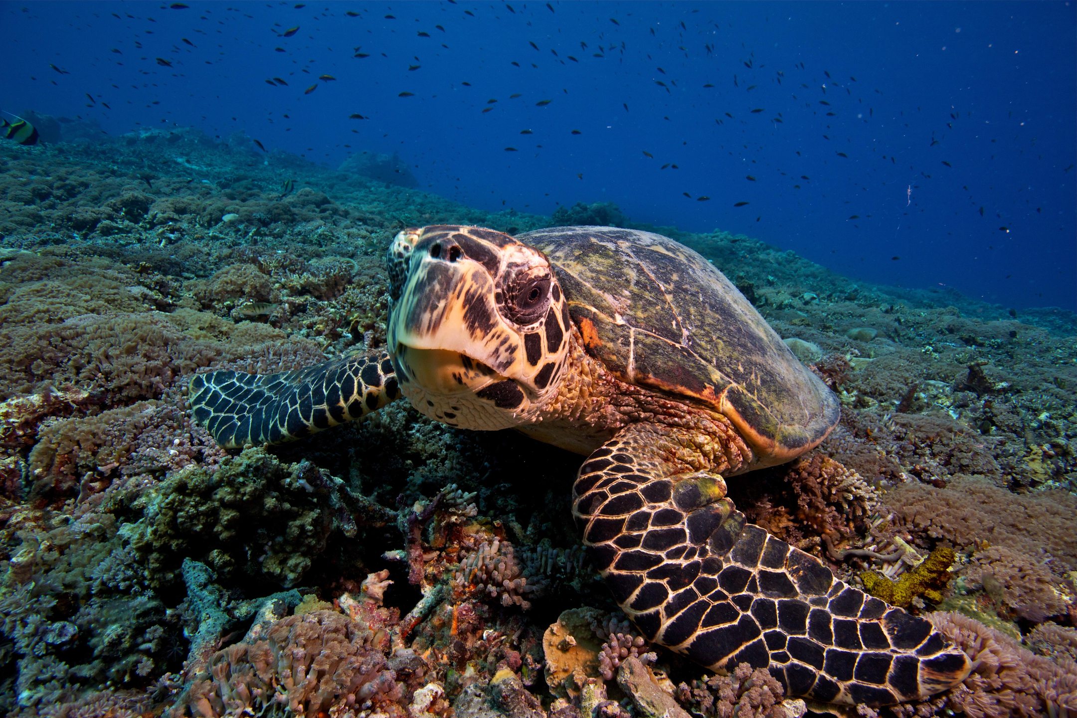 Turtle City/ Heaven photo 6