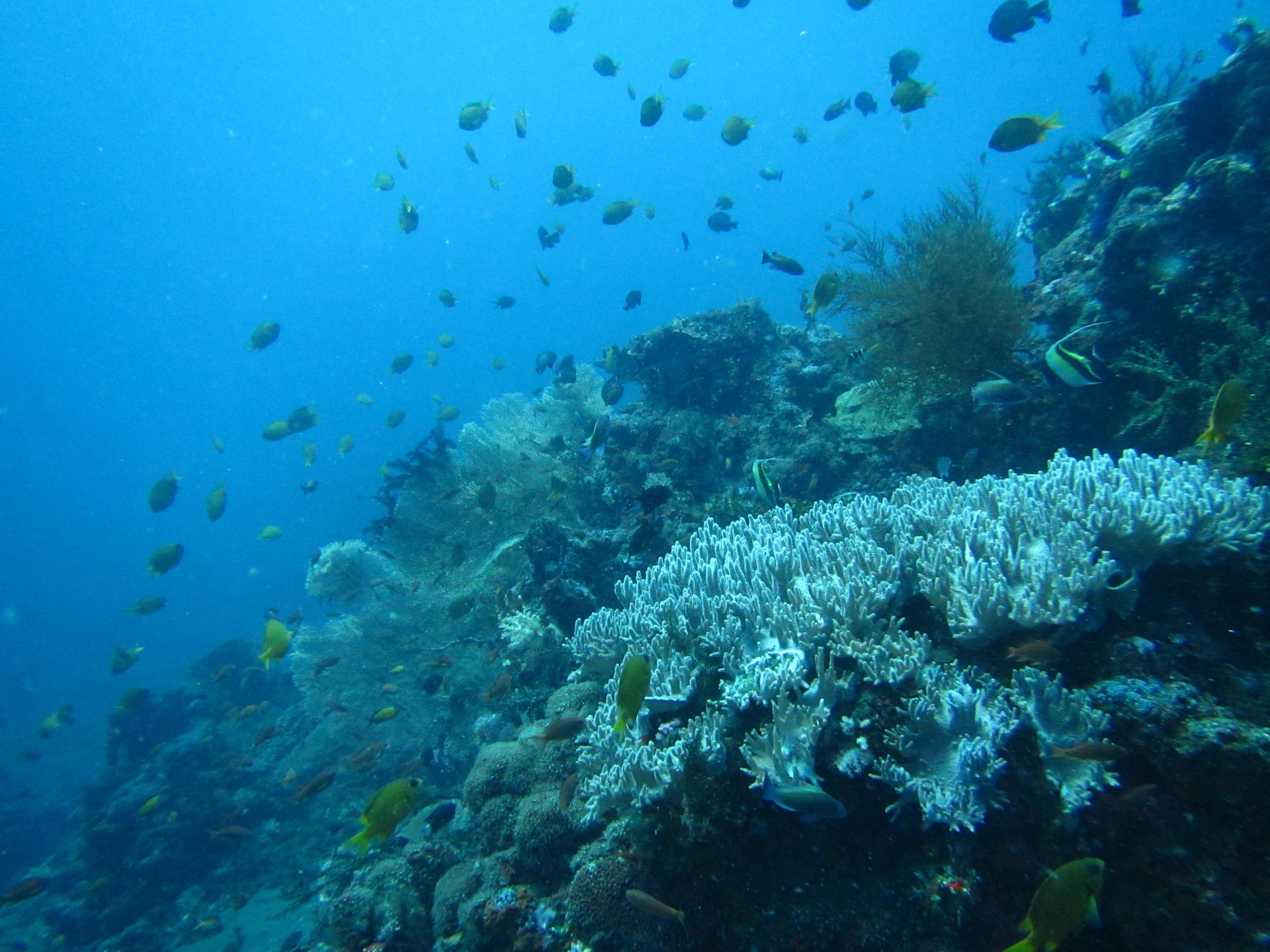 Gili Selang photo 6