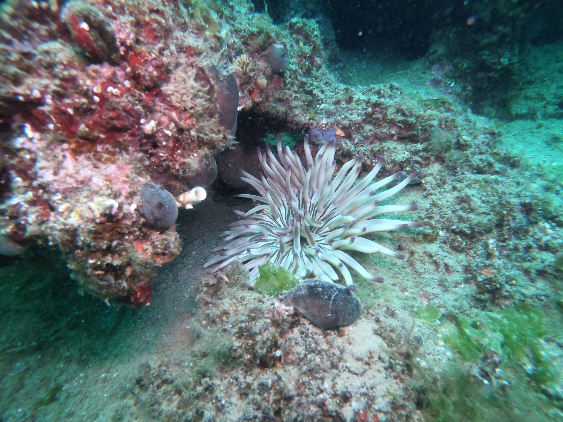 Limni reef 2 photo 4