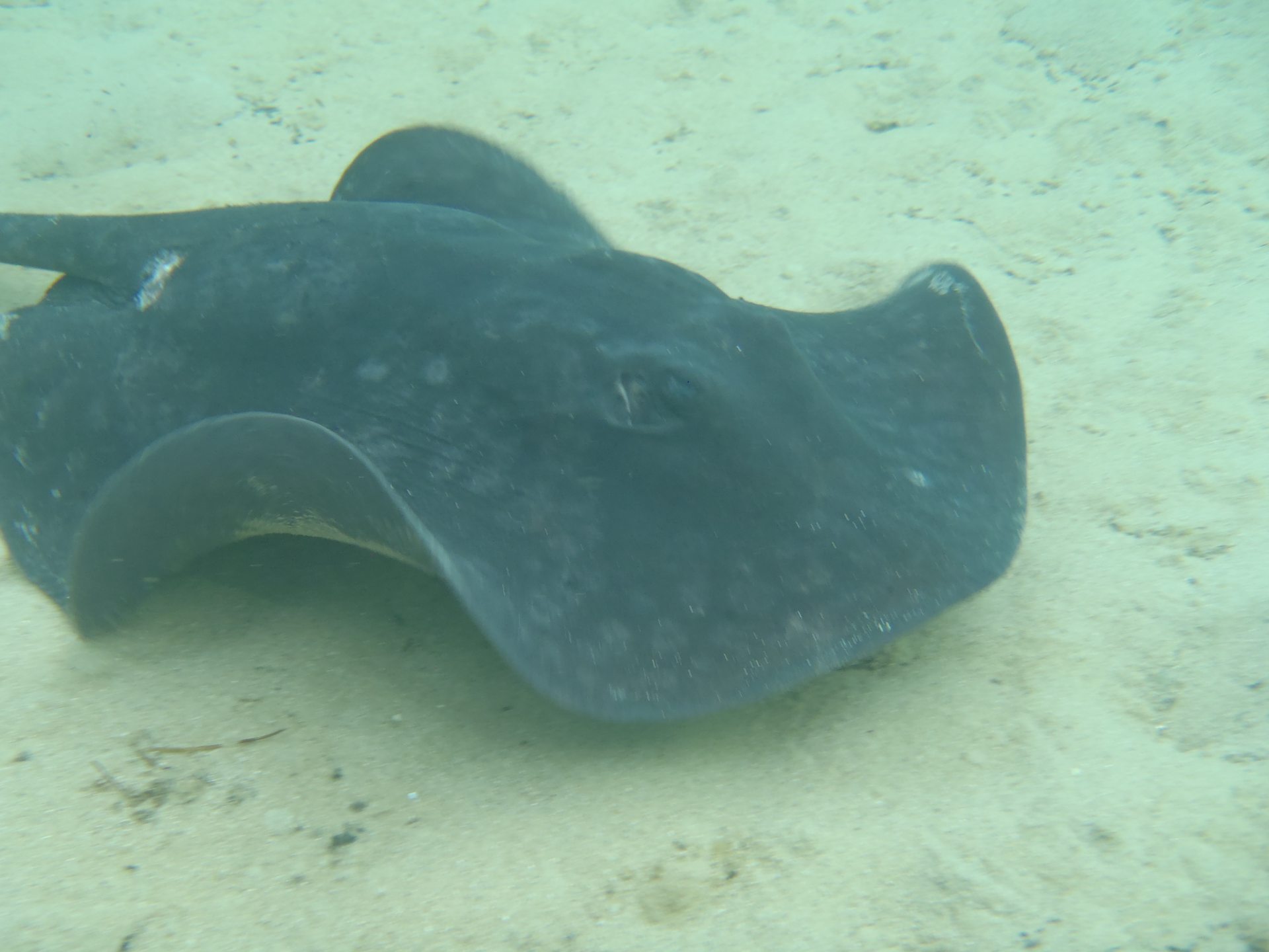 Port Campbell Bay Reef photo 3