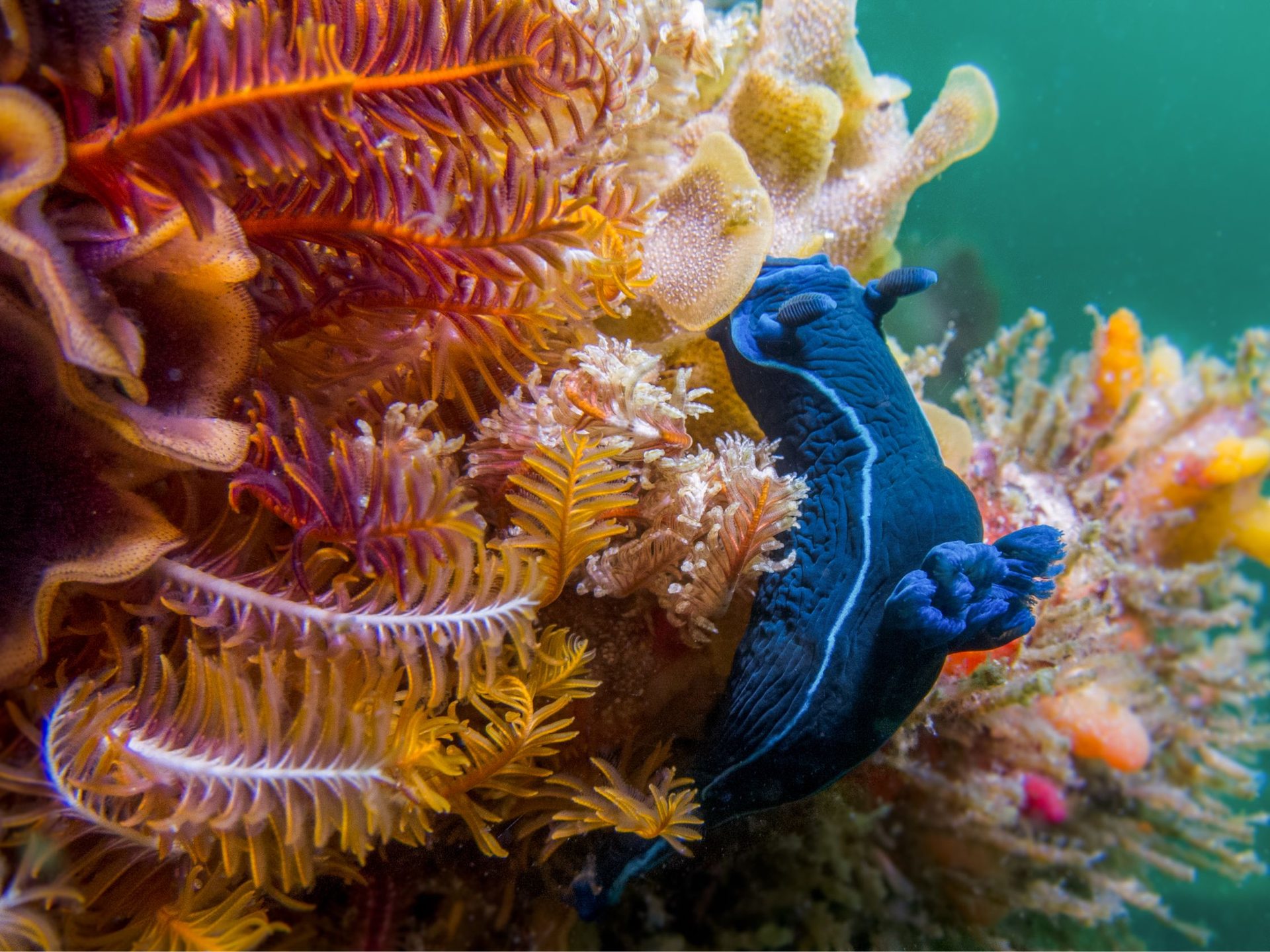 Coral Gardens photo 4