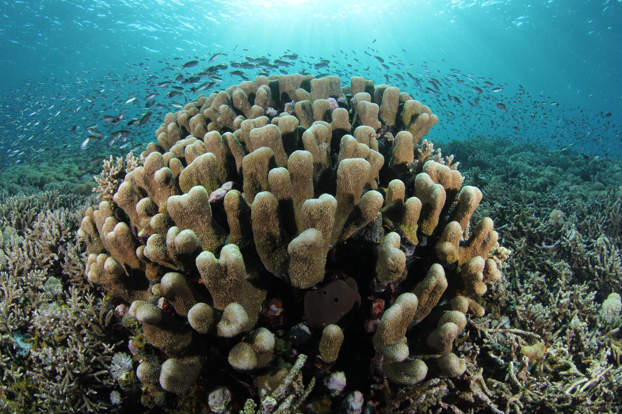 Mayne Reef photo 2