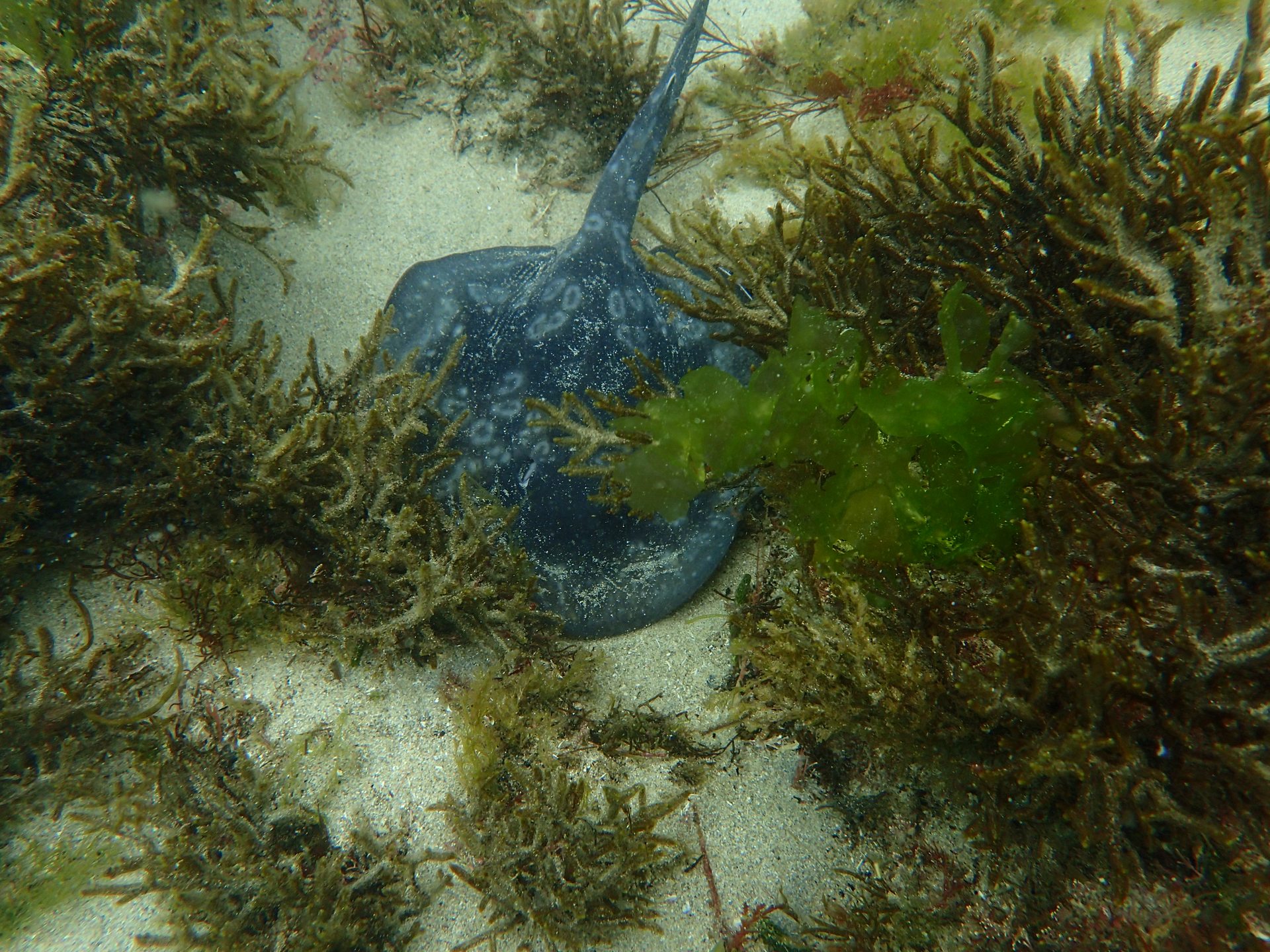 Stingray Bay photo 6