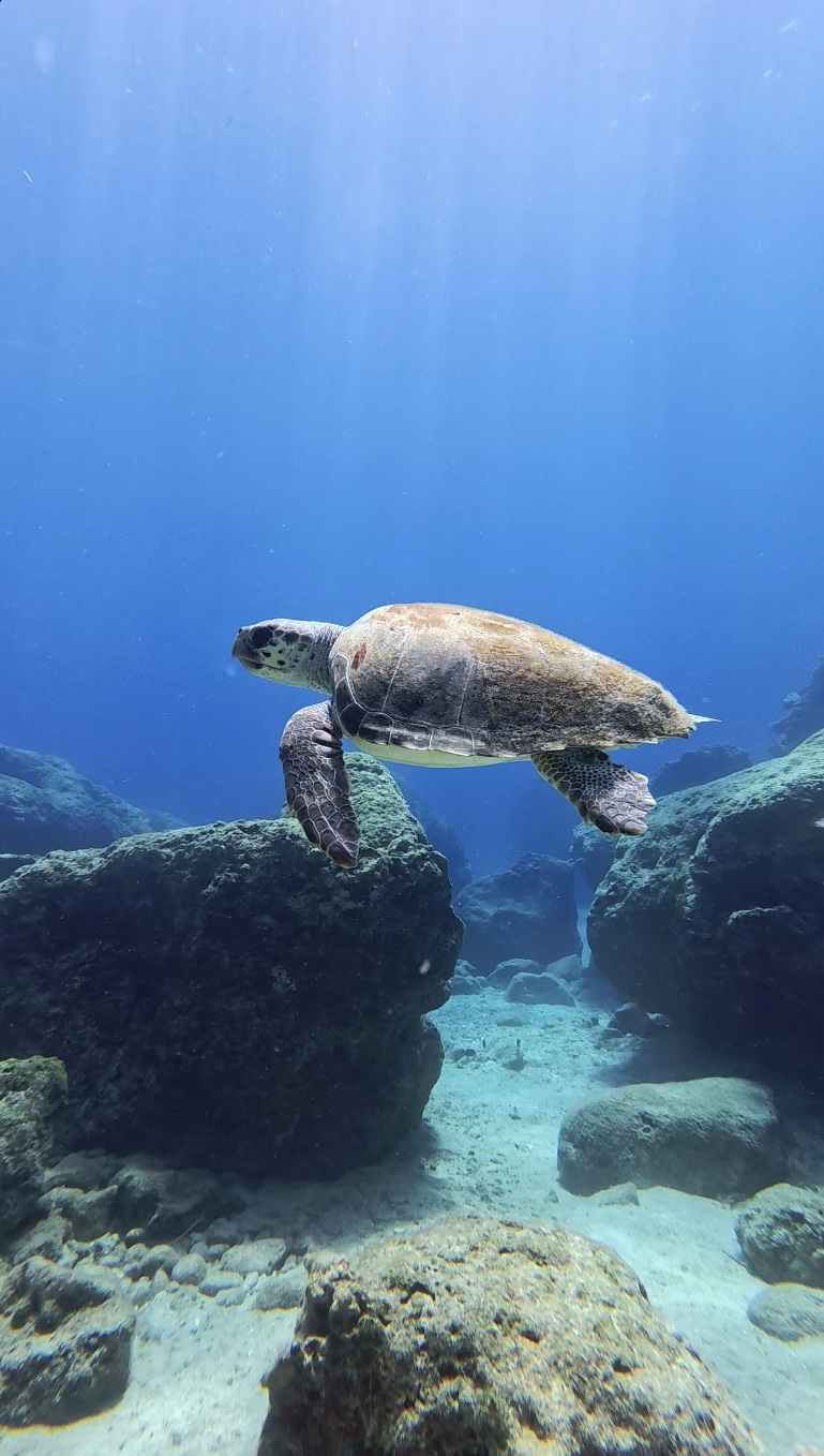 Turtle Island