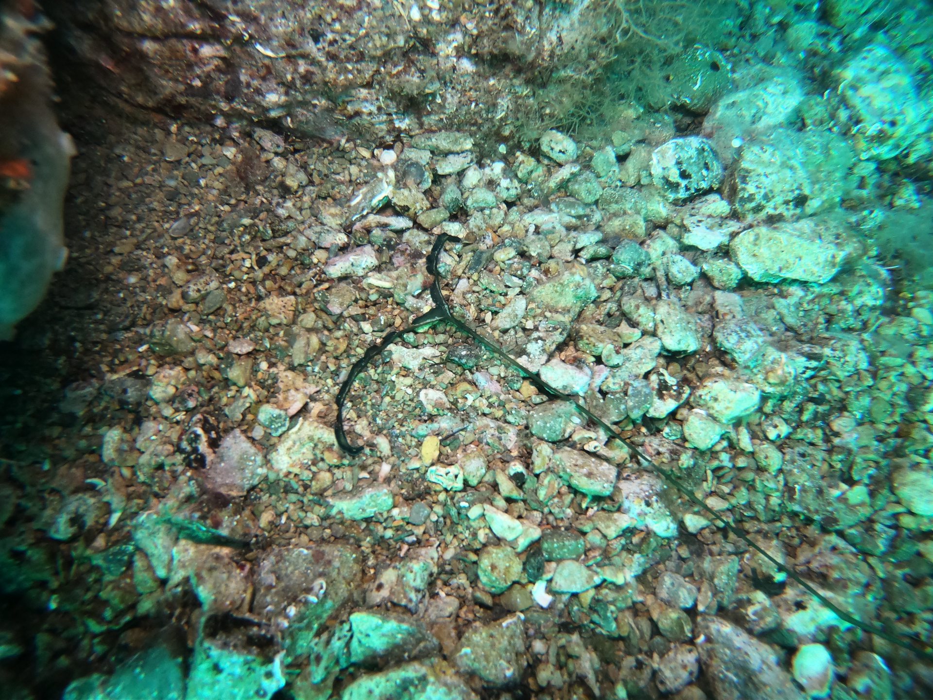 Taxiarxis reef photo 7