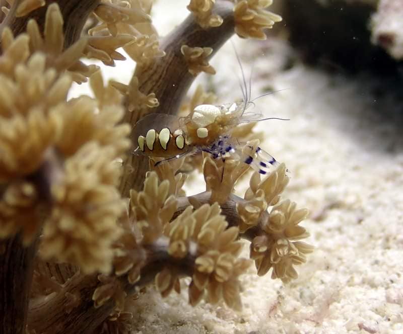 Kata Beach North Reef photo 3