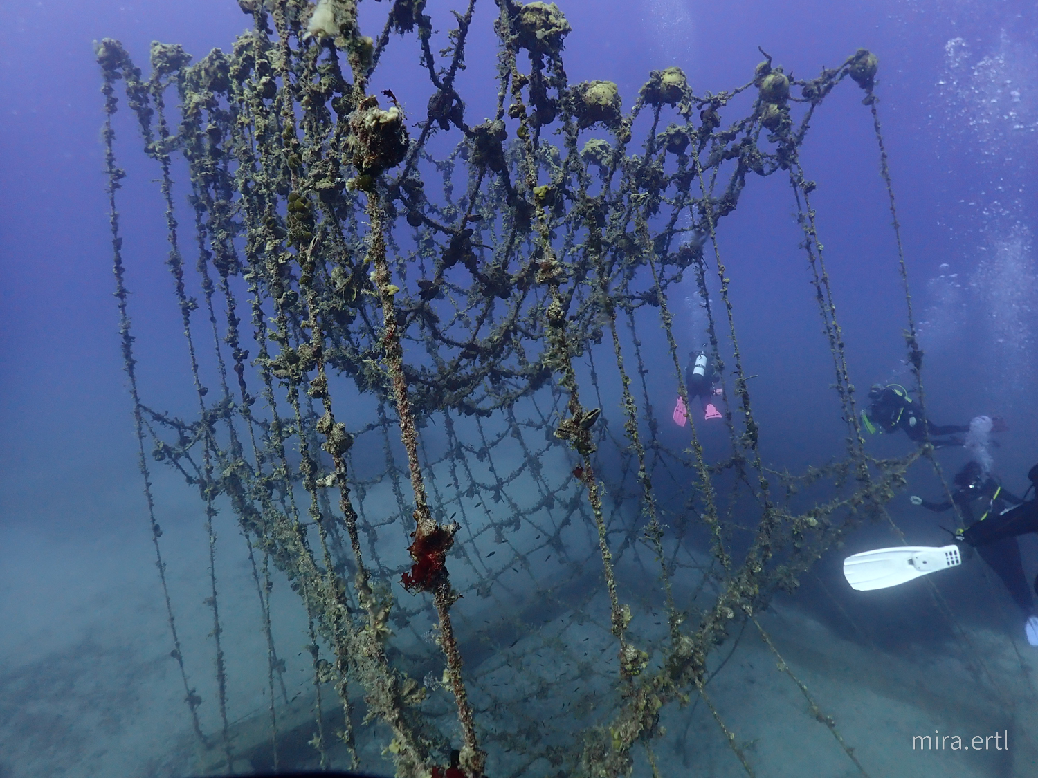 Artificial Reef photo 2