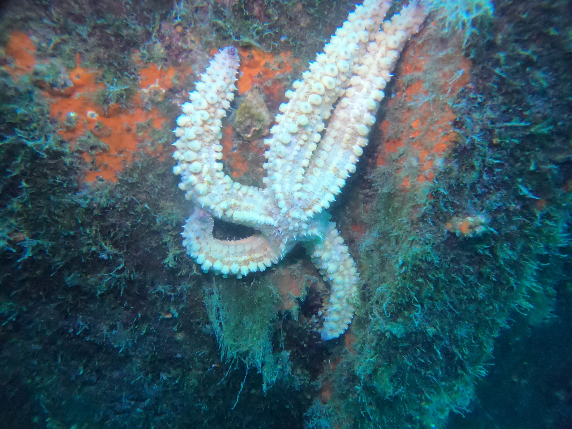 Cretaland Shipwreck photo 7