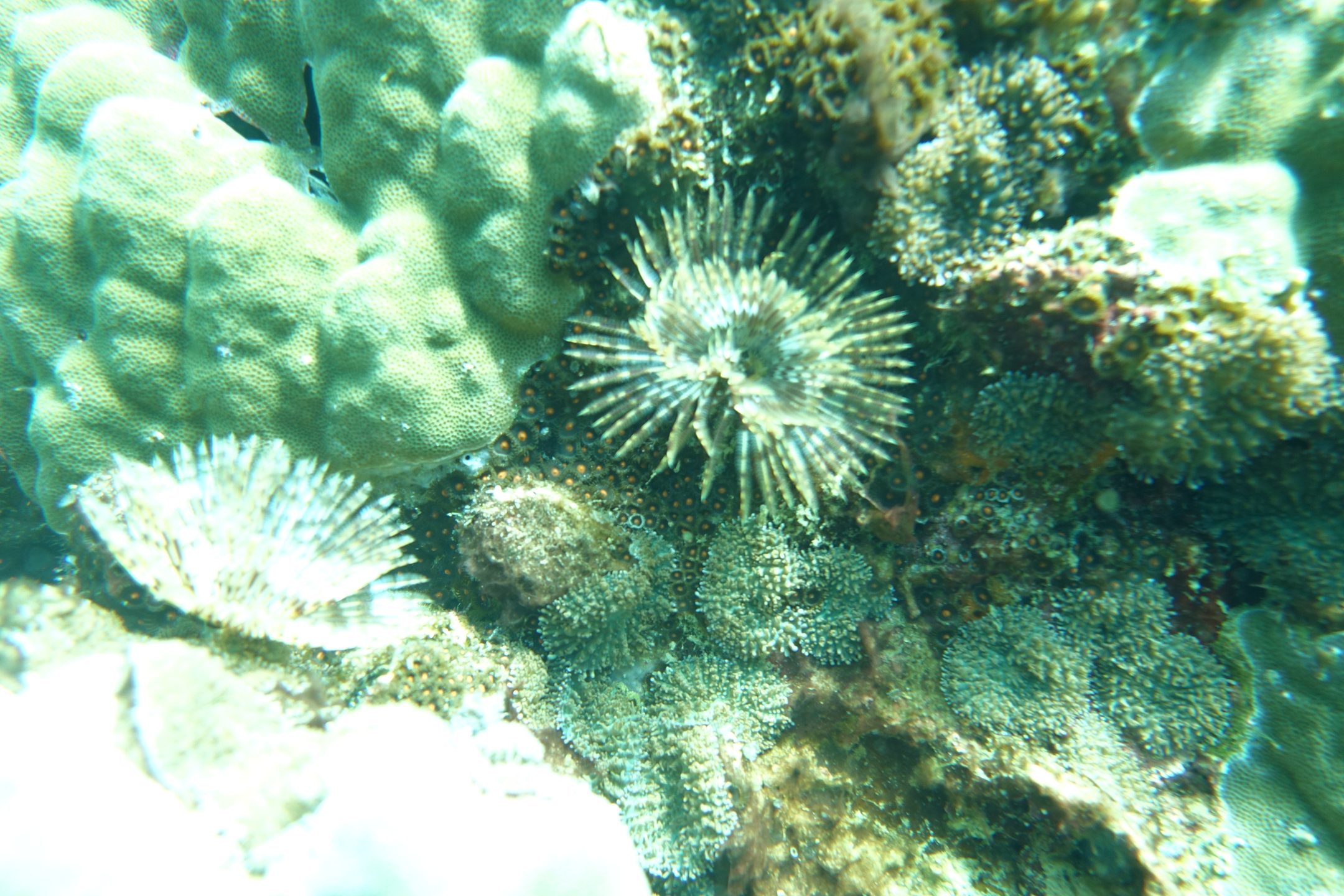 Turtle Island photo 2